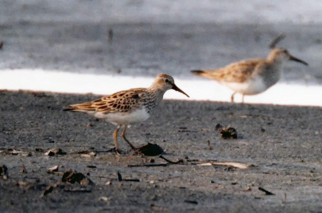 Sandpiper, Pectoral, Credit Island, IA, 4-1996 B04P34I01.jpg - Pectoral Sandpiper